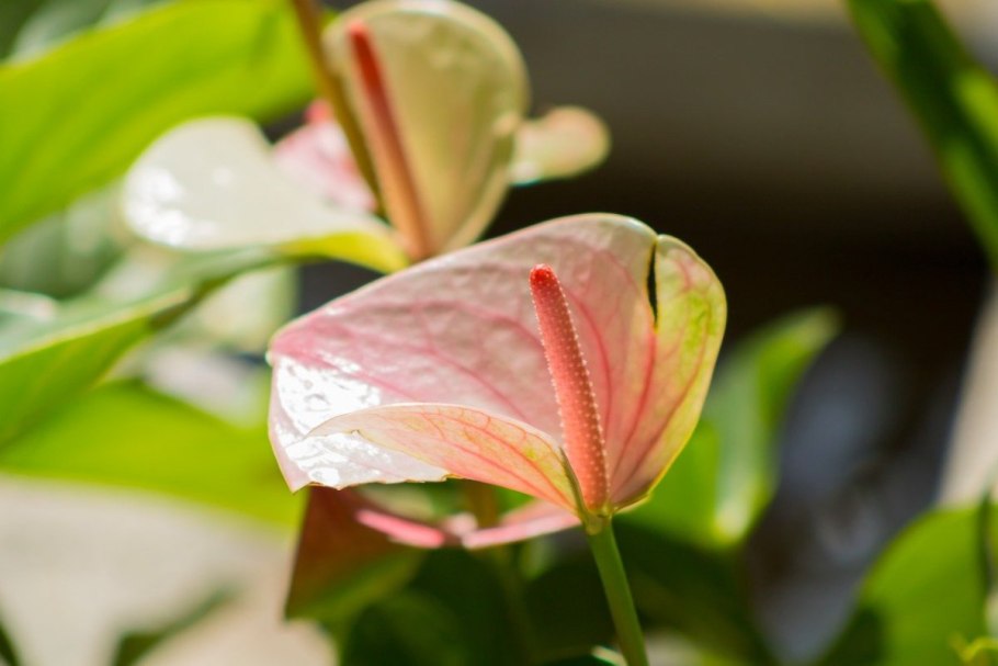 Антуриум джамбо Блэк