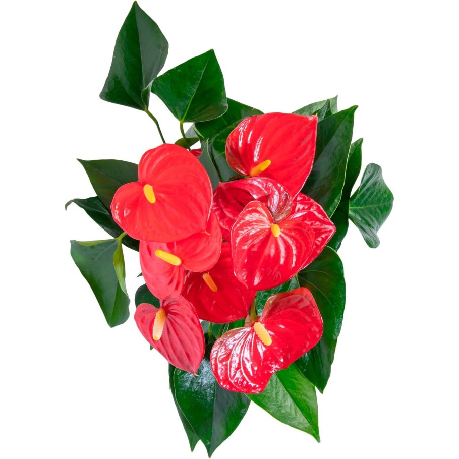 Антуриум миллион Флауэрс