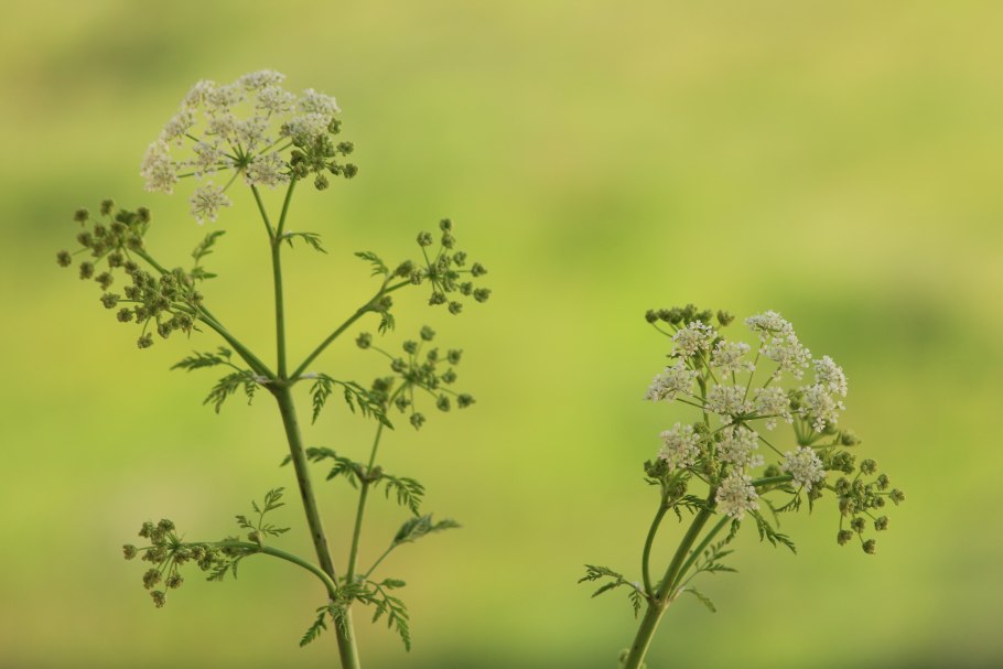 Кониум для ребенка