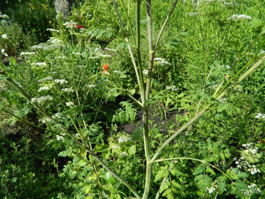 Болиголов петрушка