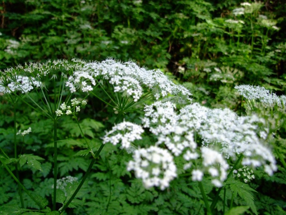 Болиголов цветение