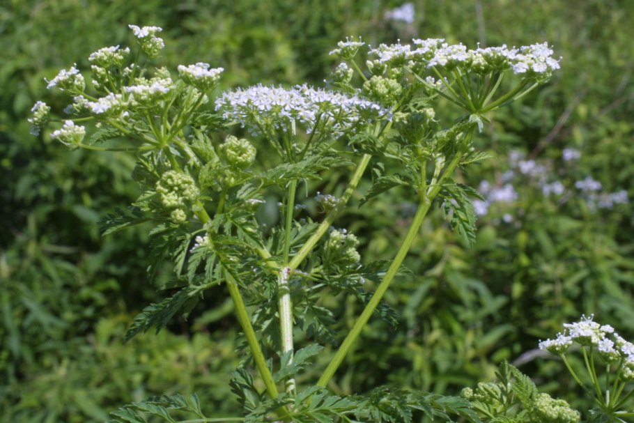 Болиголов головка