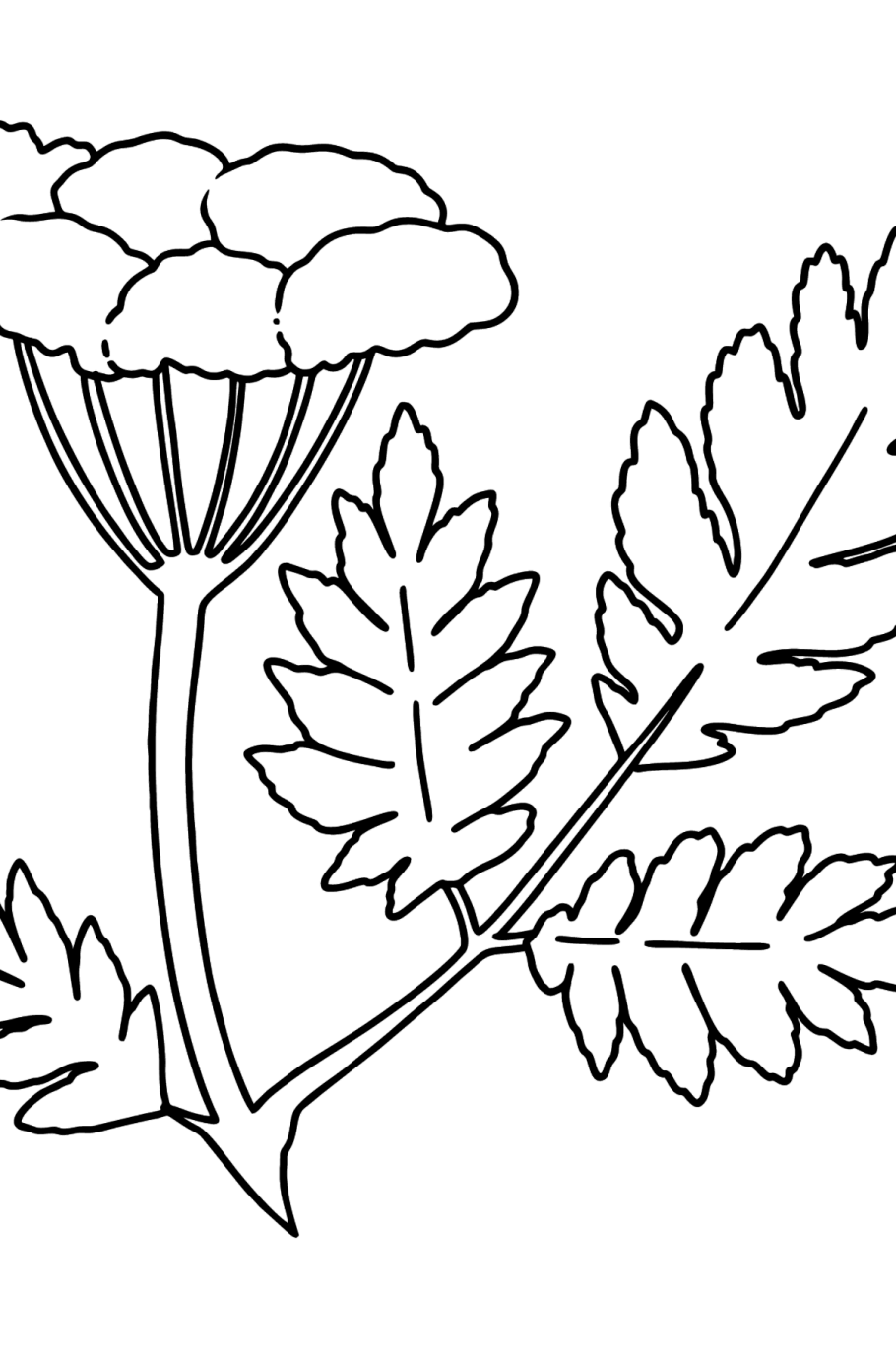 Болиголов пятнистый