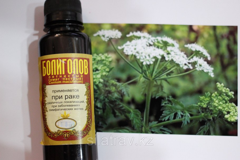 Болиголов пятнистый настой
