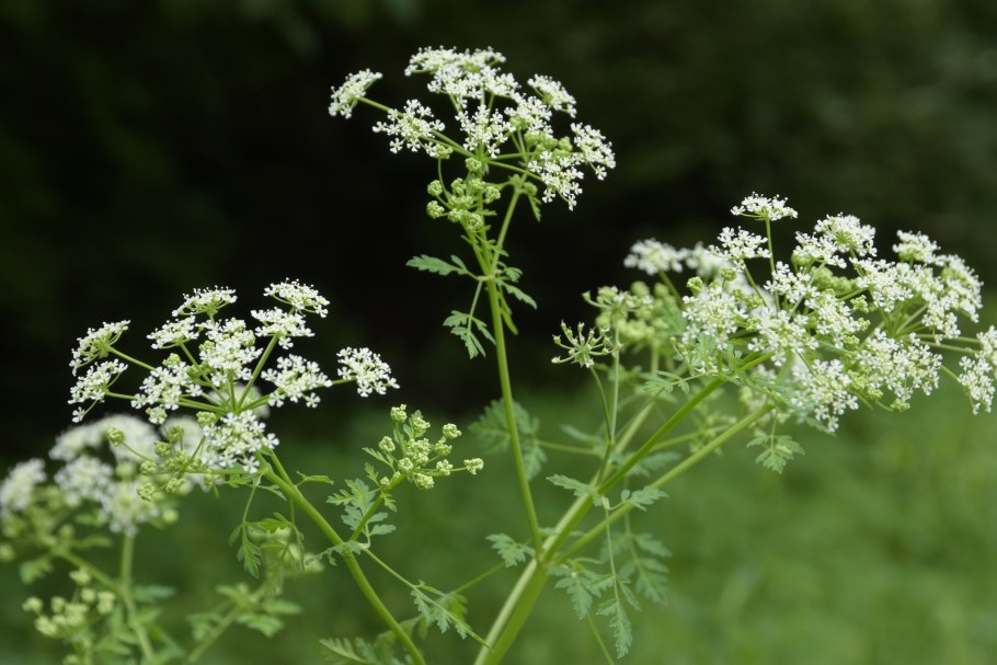 Болиголов пятнистый