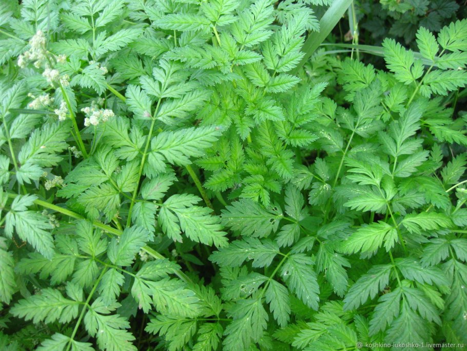 Пятнистая петрушка болиголов