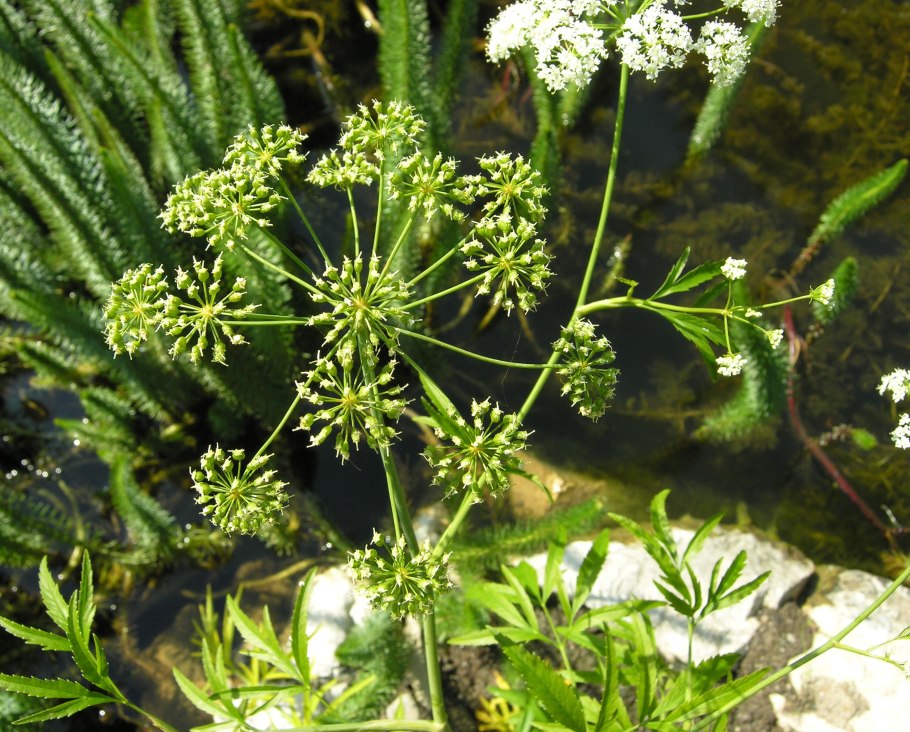 Болиголов пятнистый цикута