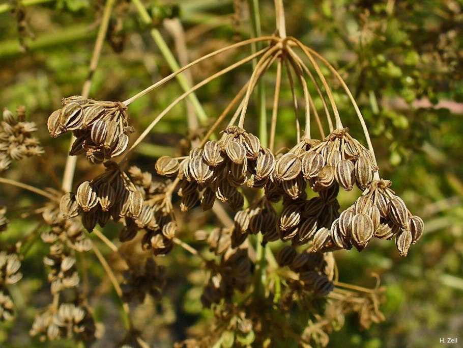 Болиголов пятнистый