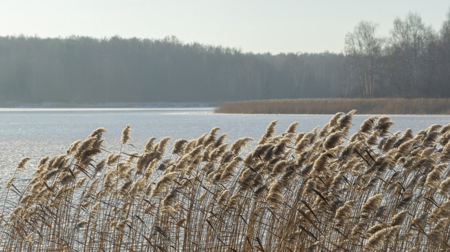 Камышовый берег