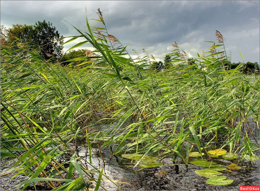 Тростниковый куст