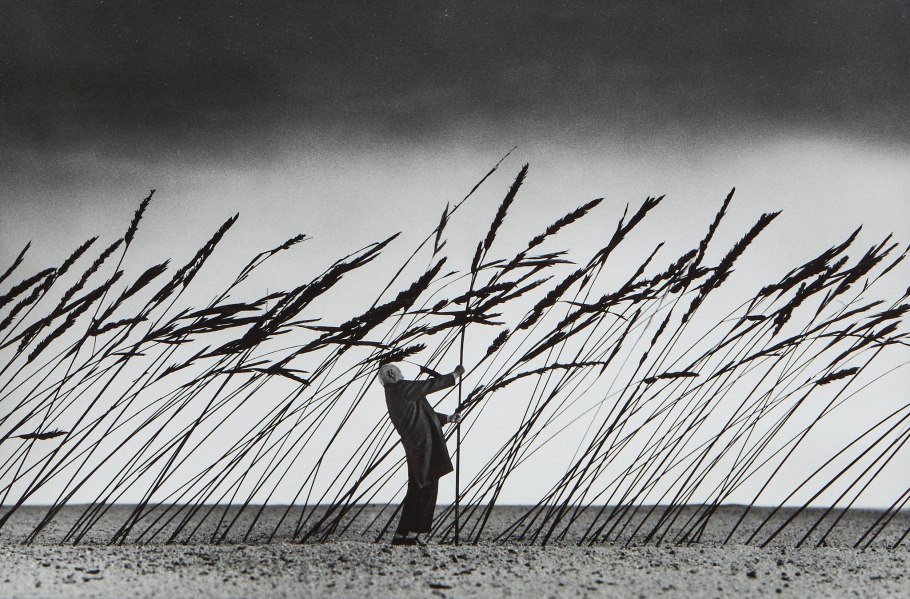 Камыш на ветру