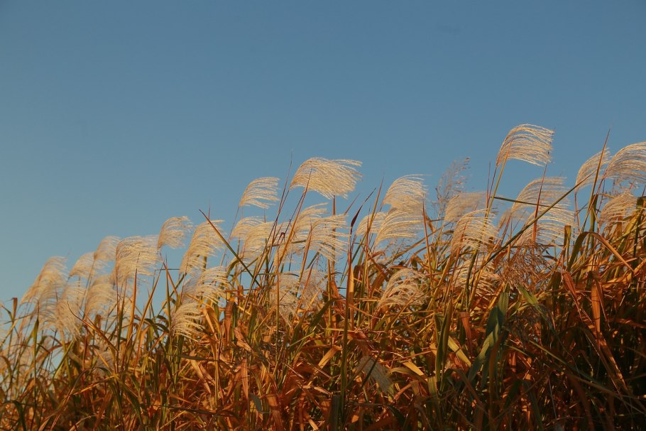 Август природа солнце