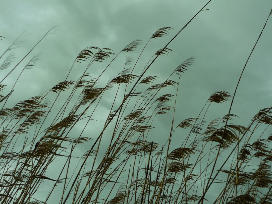 Лист на ветру