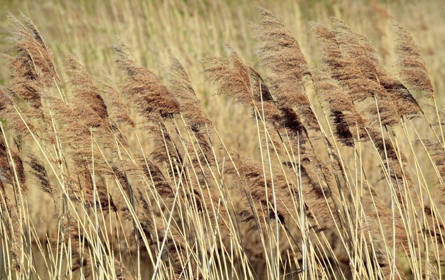Тростник на ветру упражнение