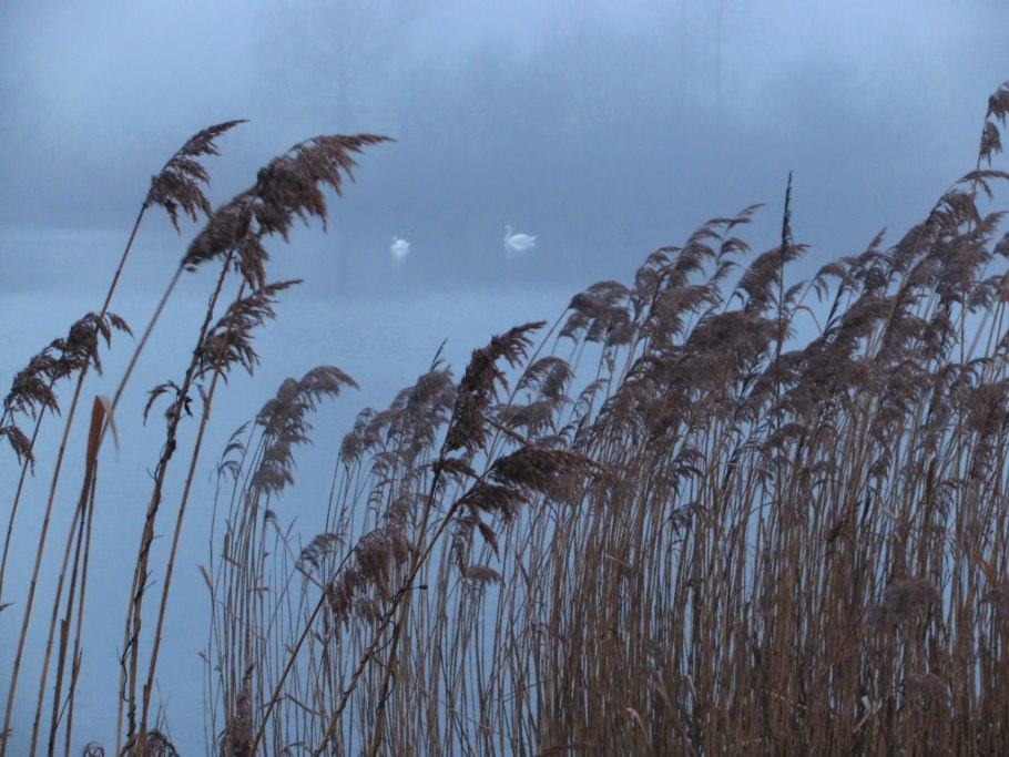 Тростник Эстетика