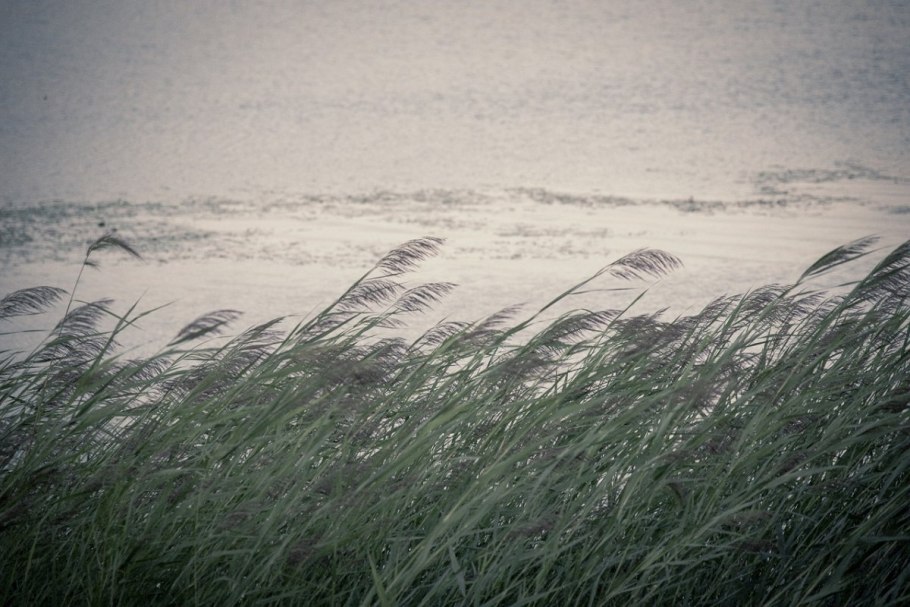 Растение под ветром