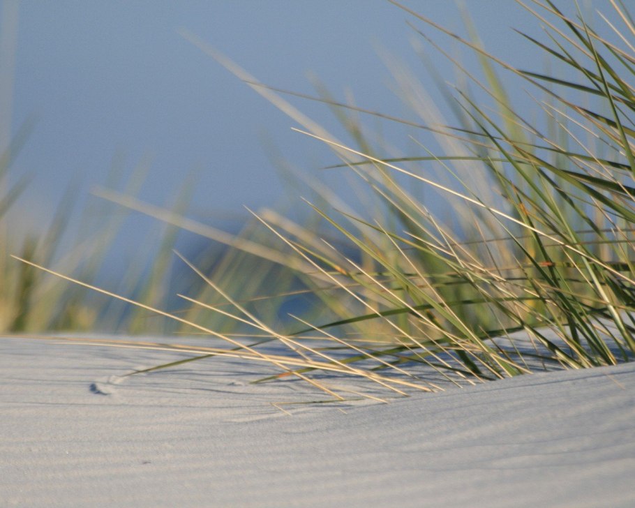 Рогоз цвелёва