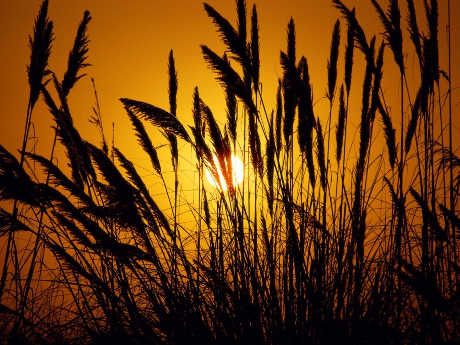 Тростник на закате