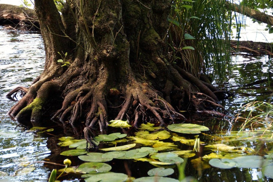 Корни дерева в воде