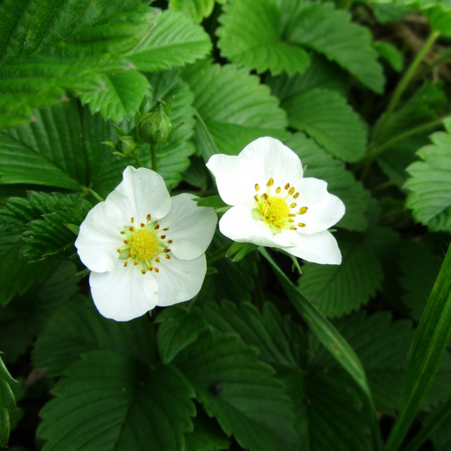 Пасленовые и бобовые