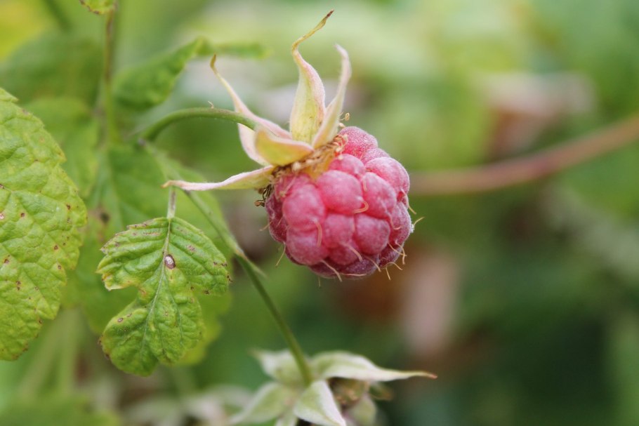 Семейство Розоцветные строение цветка