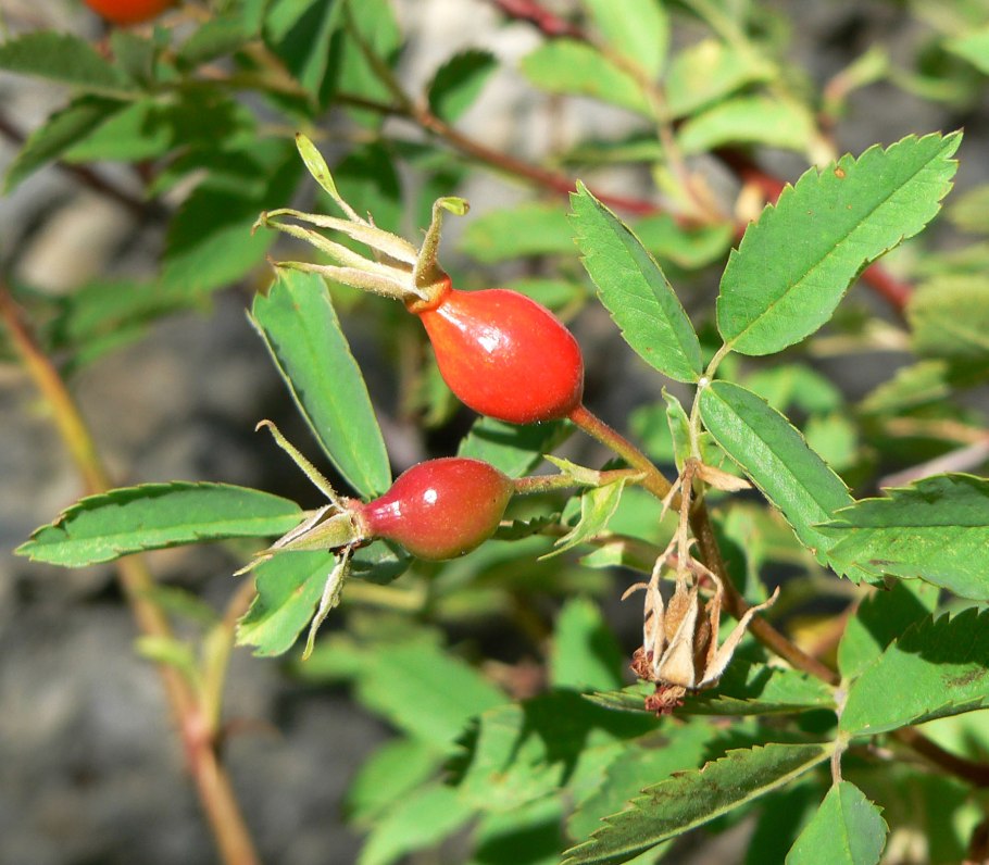 Rosa californica