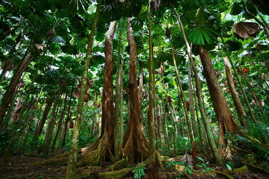 Тропический лес Дейнтри