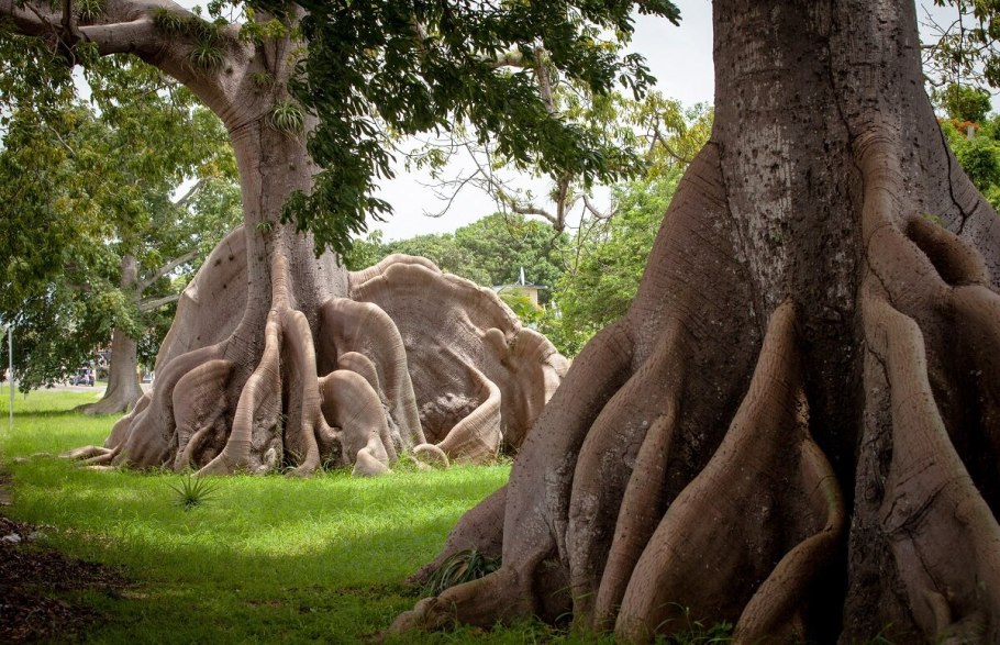 Национальный парк Секвойя