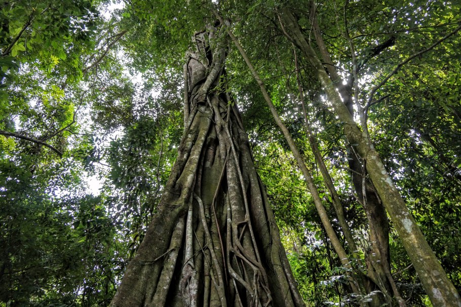 Тулипвуд дерево тропики