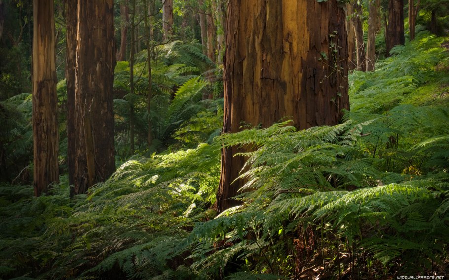 Национальный парк Редвуд Калифорния