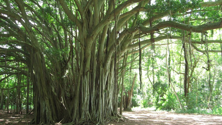 Баньян Япония