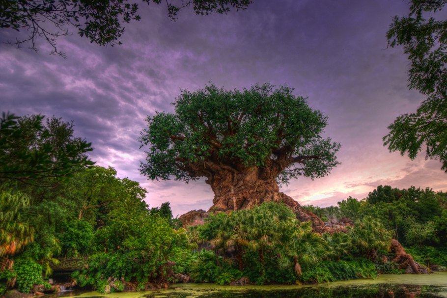 Баньян дерево