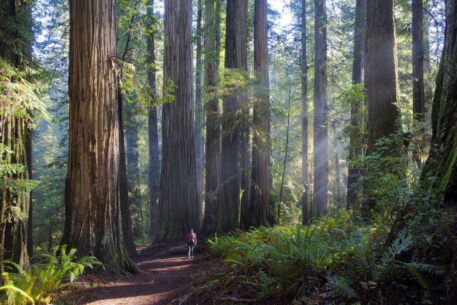 Парк секвойя калифорния