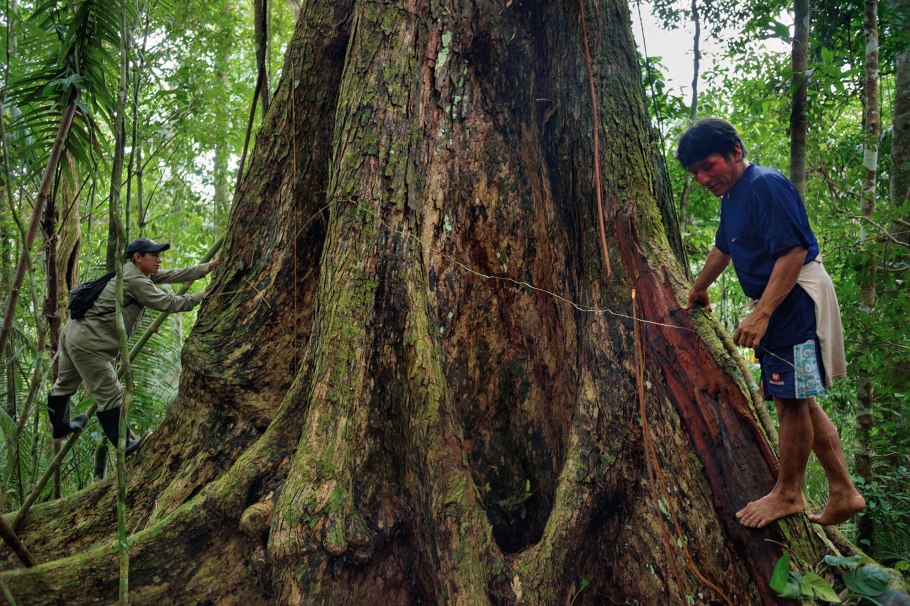 Эвкалиптовые леса Австралии