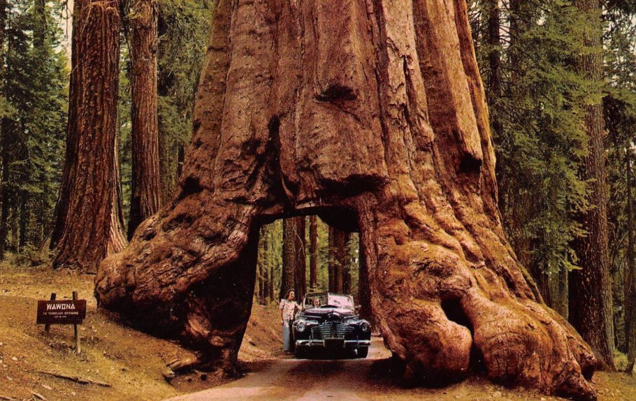 Национальный парк Редвуд