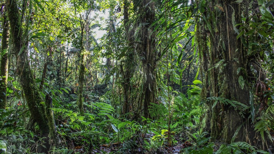 Секвойя Милк