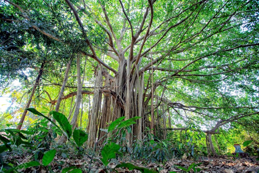 Гавайи тропический лес