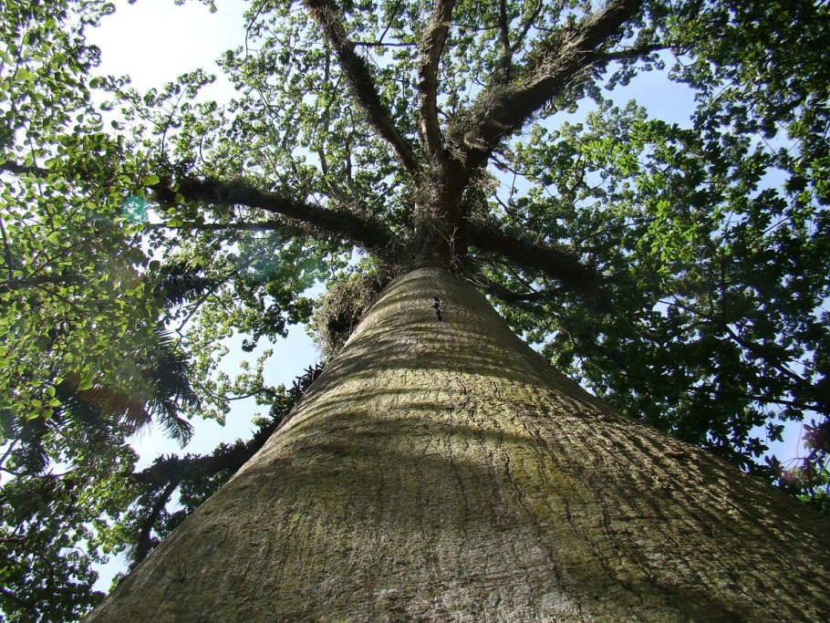 Тропические вечнозеленые леса Тайланда