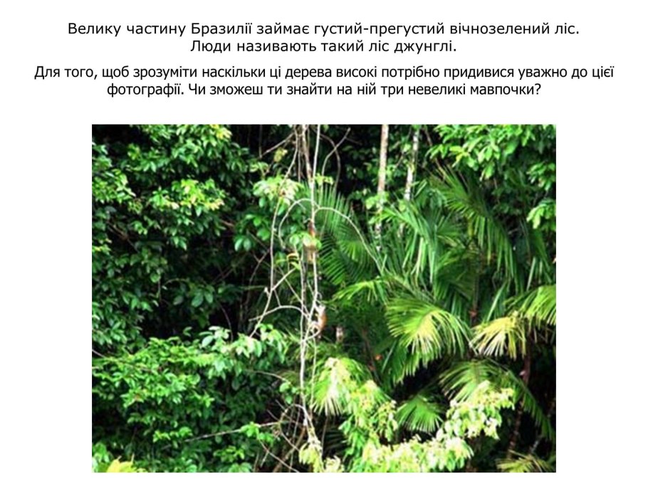 Отличительные черты экваториальных лесов