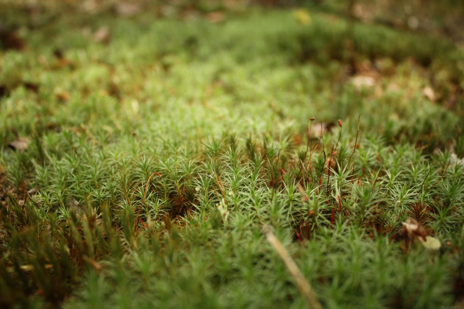 Мох Таежный сфагнум