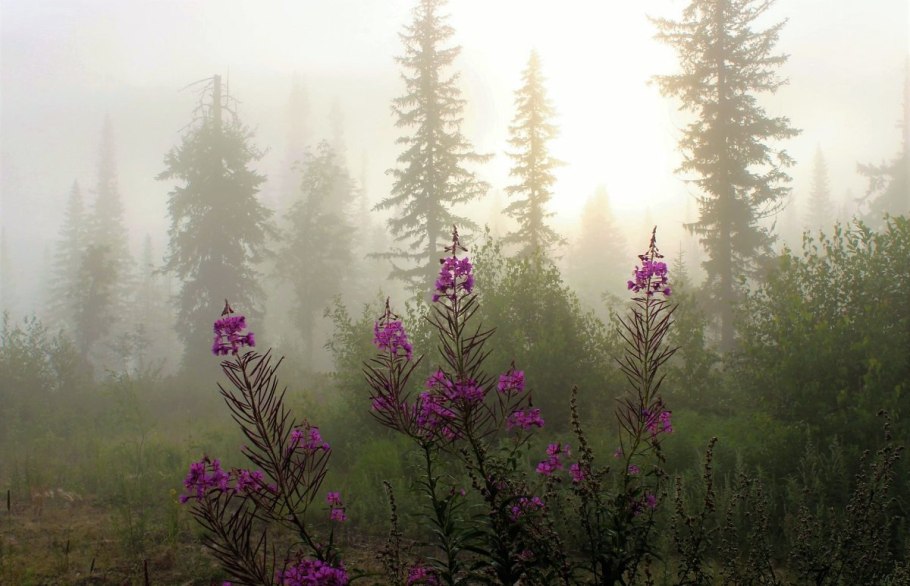 Тайга в тумане