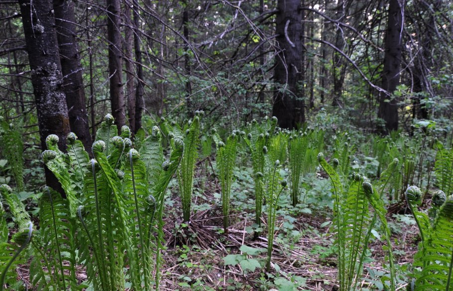 Таежный папоротник орляк