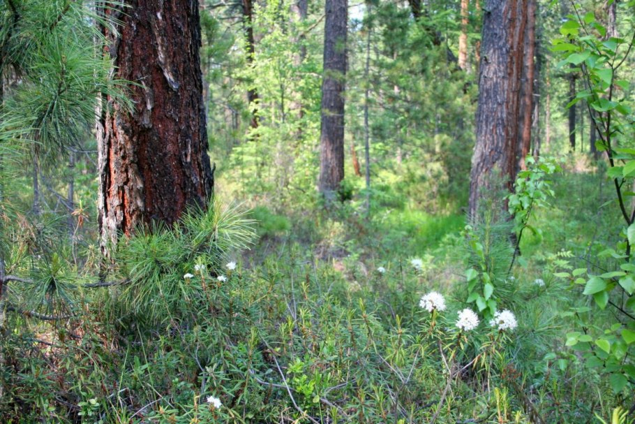 Кувайская Тайга
