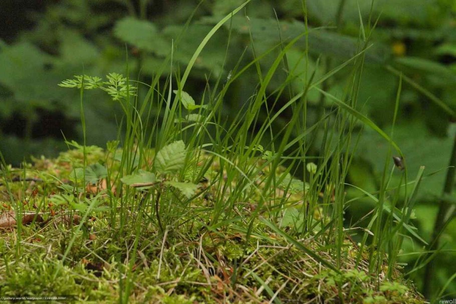 Травы растущие в лесу