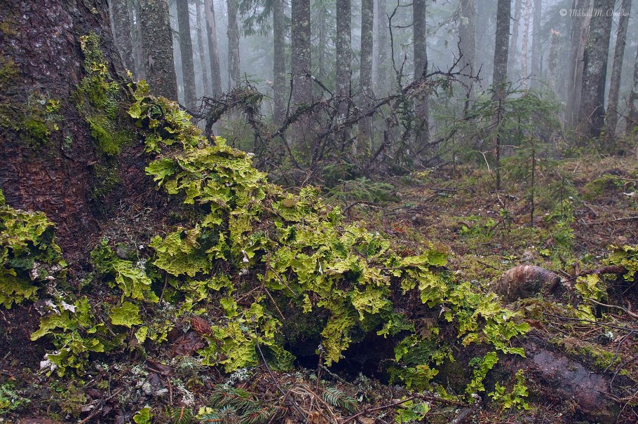 Флора Уссурийской тайги