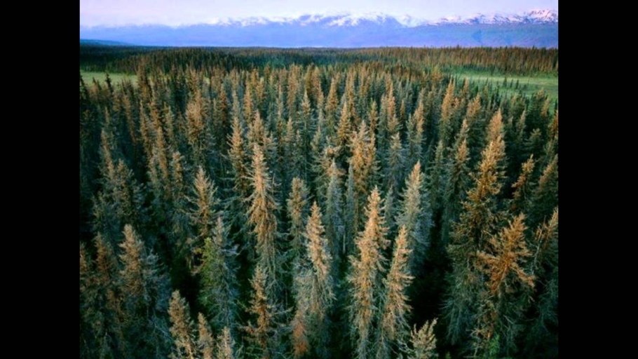 Ель в тундре