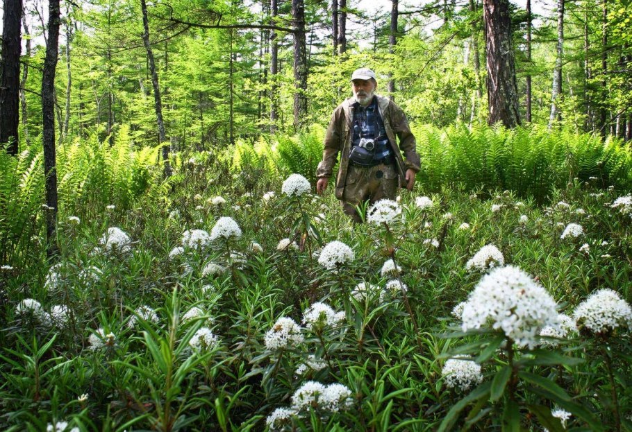 Лекарственные травы Сибири