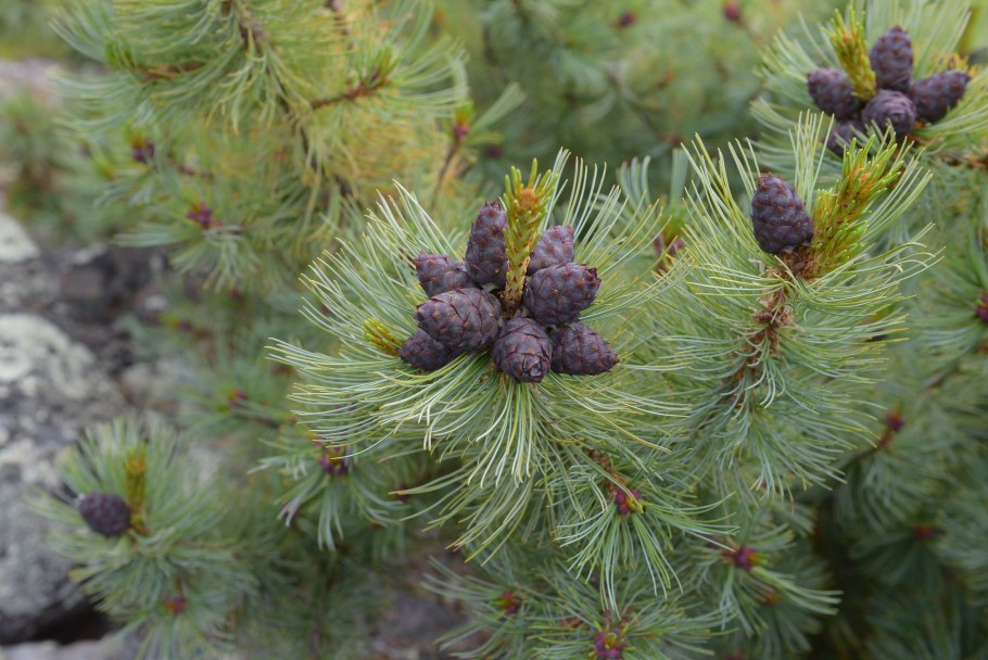 Лес пихта кедр