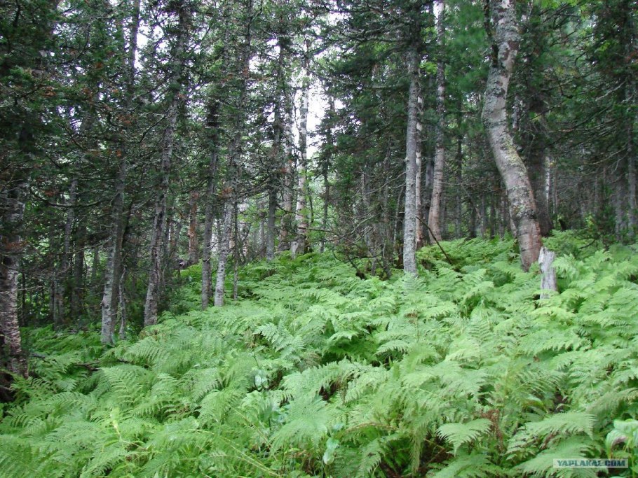 Кузнецкий Алатау растения