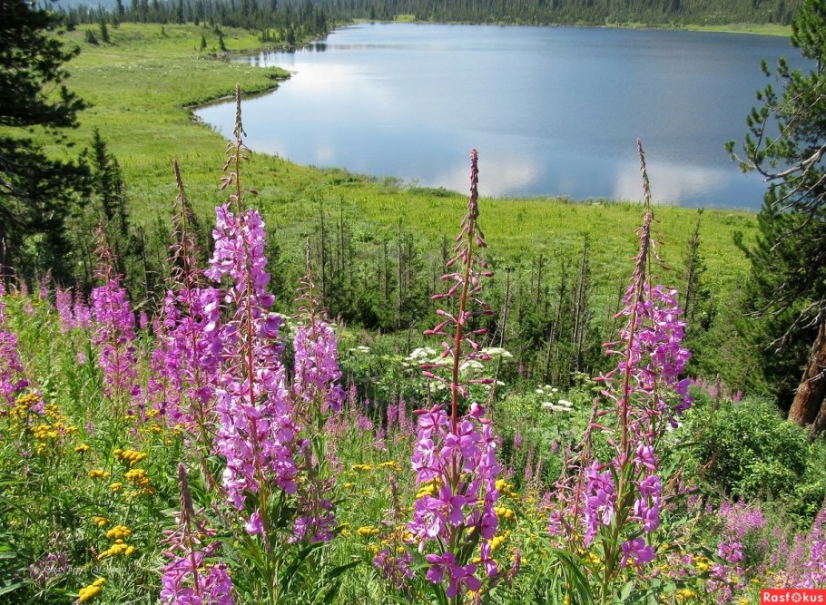Ергаки Иван чай